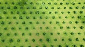 Palm oil plantation aerial drone footage 