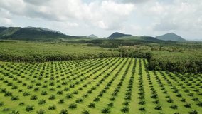 Palm oil plantation aerial drone footage 