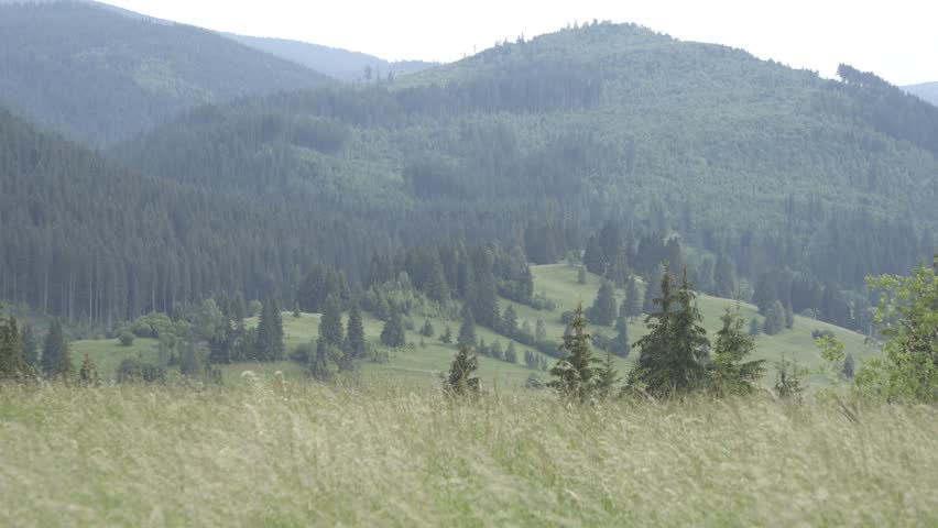 Tall Grass near the Springs in Borsec Harghita Romania