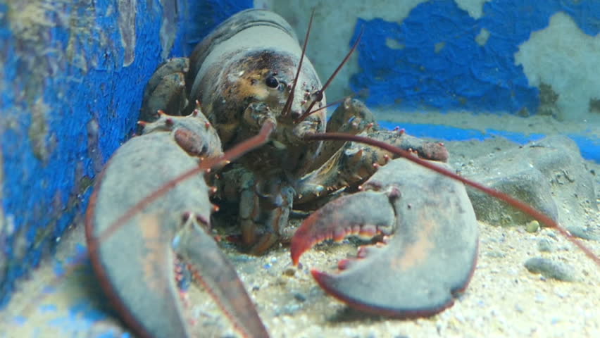 European lobster (Homarus gammarus) in aquarium (Corfu Island)