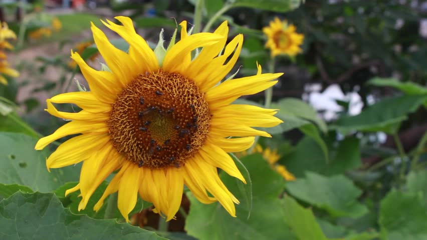 eautiful yellow sunflower