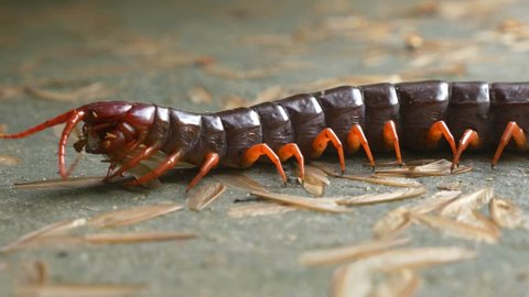 Close up giant centipede eating prey on ground