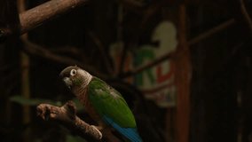 Slow motion person making video about parrot in zoo, tourist learning fauna of foreign country. Concept of entertainment, travelling and tourism. Colorful bird with green red blue feathers sitting