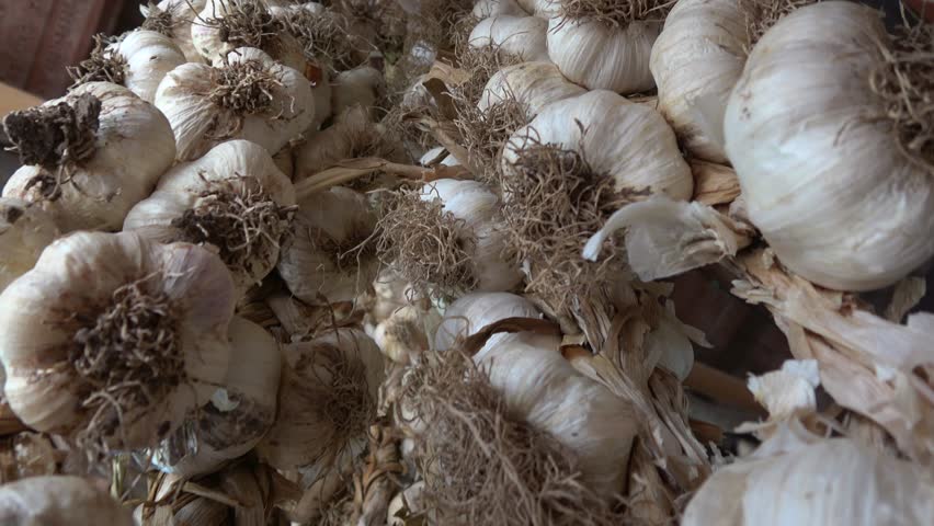 Garlic hanging on the wall or ceiling. many garlics on the same branch. Hanging in a restaurant or home somewhere in the Mediterranean area. beautiful big and large vegetables 