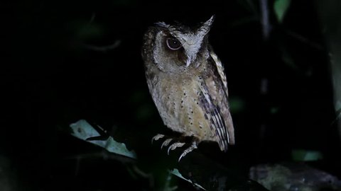 Closed up nocturnal bird, White-fronted scops owl (Otus sagittatus), angle view, front shot, sitting and threatening in dark background, Kaeng Krachan National Park, the tropical forest of Thailand.