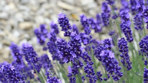 Gardening, cultivation,environment and care of aromatic plants concept: purple,fragrant and blooming buds of lavender flowers on a sunny day in the wind.
