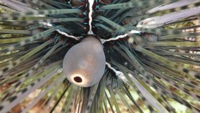 sea urchin close up underwater