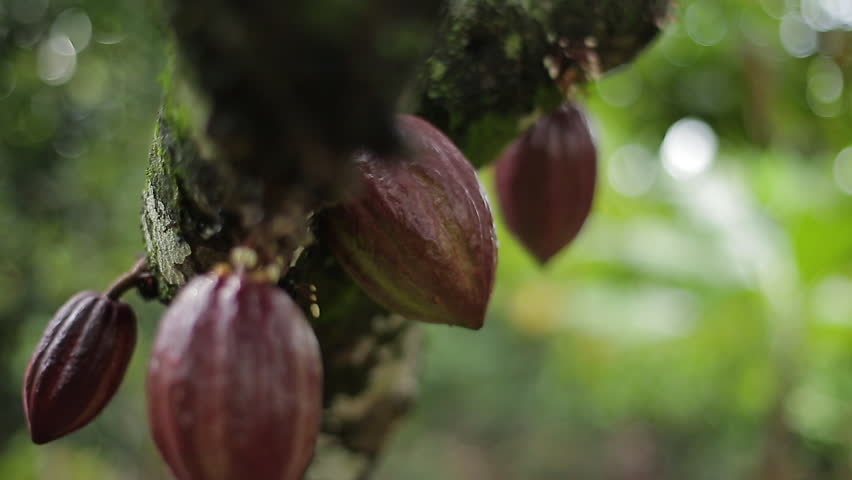 Cocoa cob in the tree Royalty-Free Stock Footage #1012704923