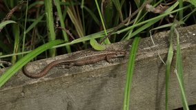A stunning female Common Lizard (Zootoca vivipara) basking in the sun on a wooden fence.