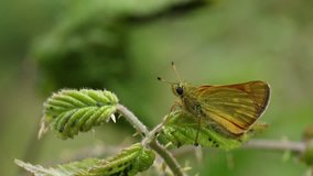A beautiful Large Skipper Butterfly (Ochlodes sylvanus) perching on a leaf.