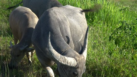 buffalo on Grass Field