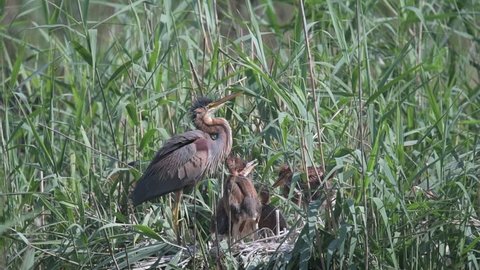 Purple heron, Ardea purpurea, feeding the offspring in their breeding grounds. Concept: animals and nature