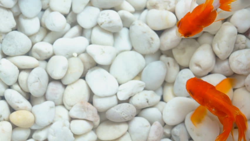 Top view goldfish swimming in the aquarium with white stones background