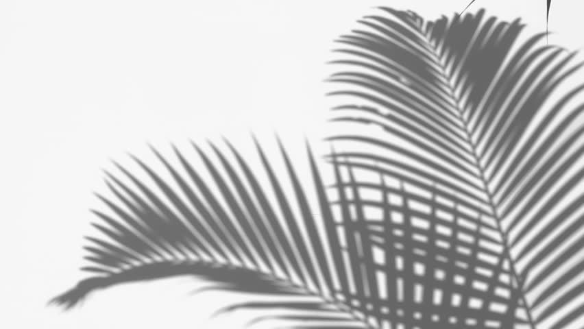 closeup the motion of shadow palm leaves on a white wall background. Royalty-Free Stock Footage #1012711913