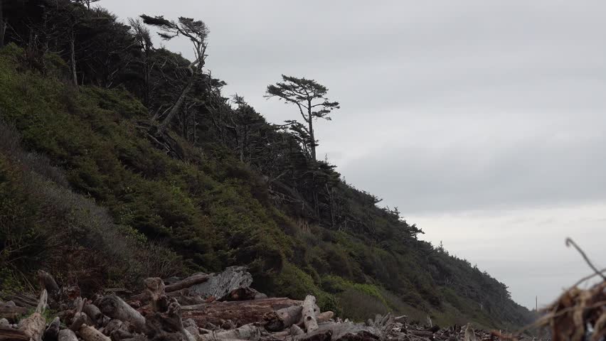Pacific Coast with trunks of trees on a wide beach with black sand, Olympic National Park, USA, Washington