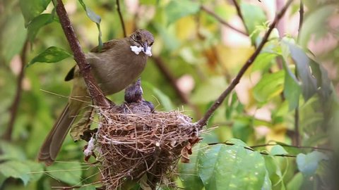 Mother bird feeding her newborn baby in nest, close up