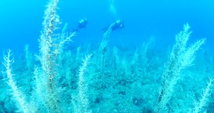 scuba divers around sea grasses underwater