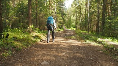 Man with backpack hiking in summer forest walking hiking trail national park. Summer vacation travel tour tourism wanderlust concept. Hiking Man walking forest treking footpath. Hiker Tourist Travel