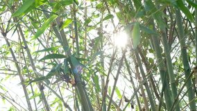 Video 4K footage of Sun shining through green leaves bamboo blowing in breeze on summer.