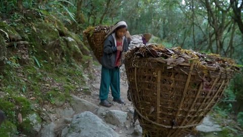 Children work as porters in Nepal. They should carry loads in baskets to earn money for food.