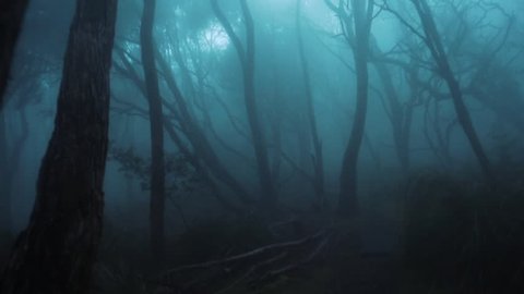 Moody Misty Forest, Tasmania Australia, Natural Forest Atmosphere