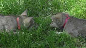 Beautiful amusing puppies of Saarloos wolfhound playing on a green lawn in the park stock footage video