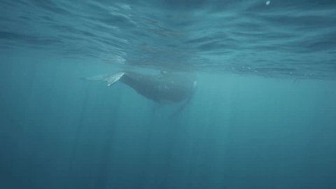 humpback whale fluke Shot underwater  from behind while the whale is Swimming away