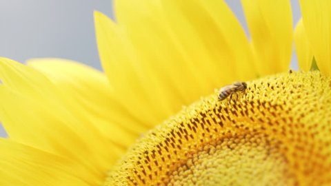 Sunflower with a bee on it in a sunflower patch at sunset or sunrise. Agriculture and cultivation in spring or summer. Sun.