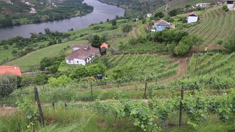Portugal wine region - vineyards on hills along Douro river valley. Alto Douro DOC.