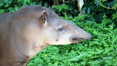 Portrait of south American tapir (Tapirus terrestris).