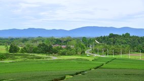 4K time lapse video of tea plantation in Chiang Rai province, Thailand.