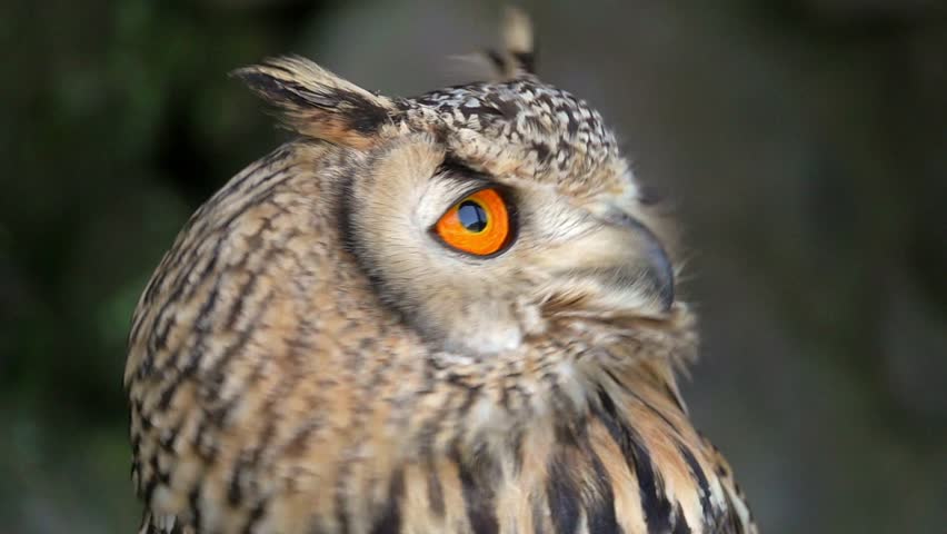 Portrait of Eurasian Eagle-owl (Bubo bubo)