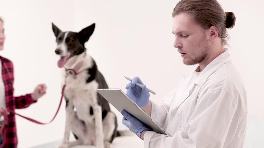 Side view of handsome vet making notes abput dog medical checkup. Pet care concept.