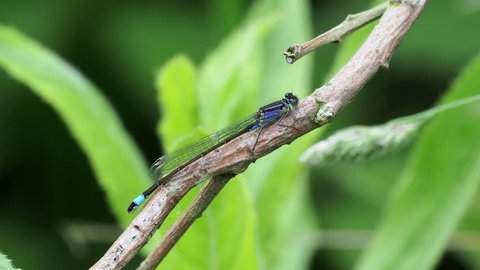 Blue-tailed Damselfly ( Ischnura elegans ) on a twig