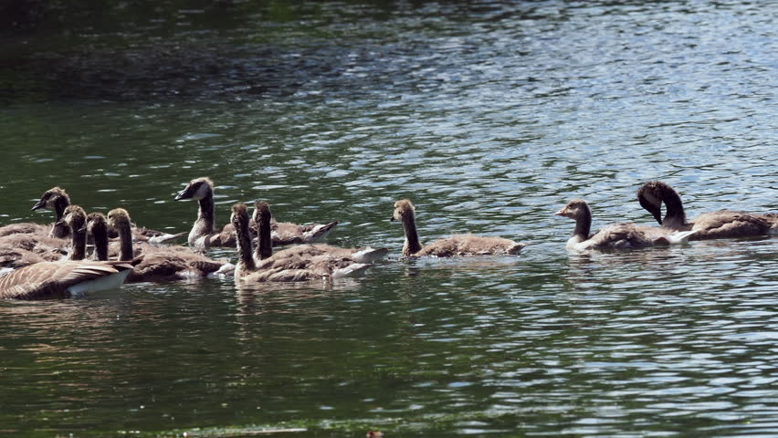 Large flock of Canada Geese ( Branta canadensis ) Parents with Goslings on a Lake