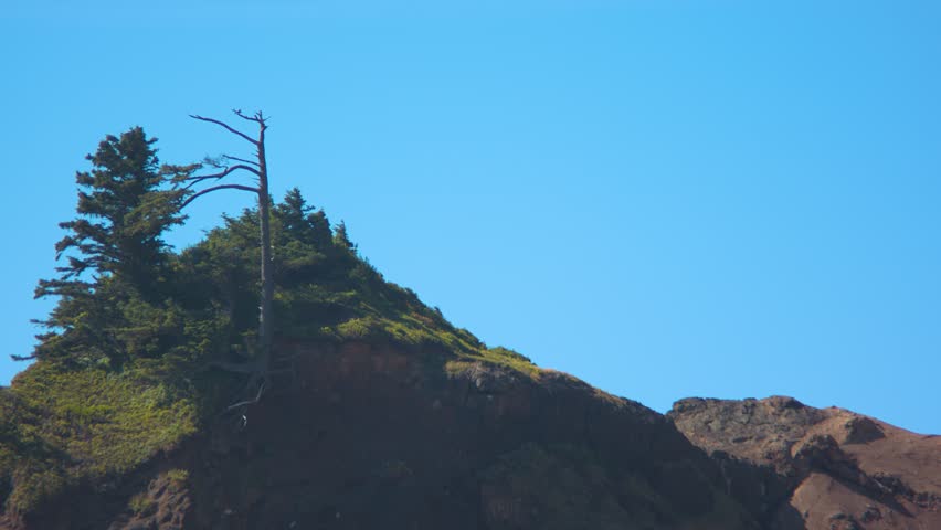 Footage of a dead tree on top of Roads End Point in Lincoln City, OR. Shot on a Blackmagic Ursa Mini Pro 4.6k with a Canon FD 70-210mm f/4.