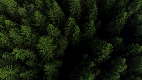 Stream In Green Forest Clean Water Stock Footage Video 100 Royalty Free Shutterstock