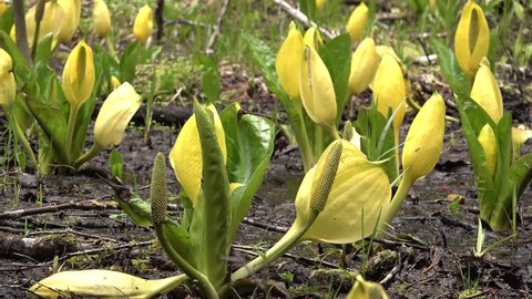 Western Skunk Cabbage (Lysichiton americanus) in a red alder grove, Olympic National Park, Washington, USA