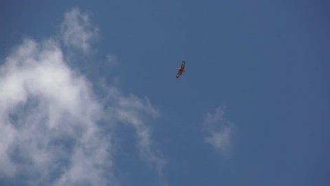 Eagle Flying in the Blue Sky