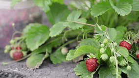 Gardening. The harvest of strawberries in the outdoors, close-up