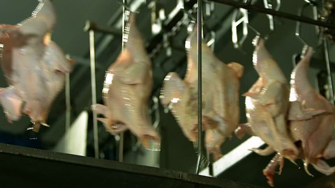 halal chicken slaughterhouse
