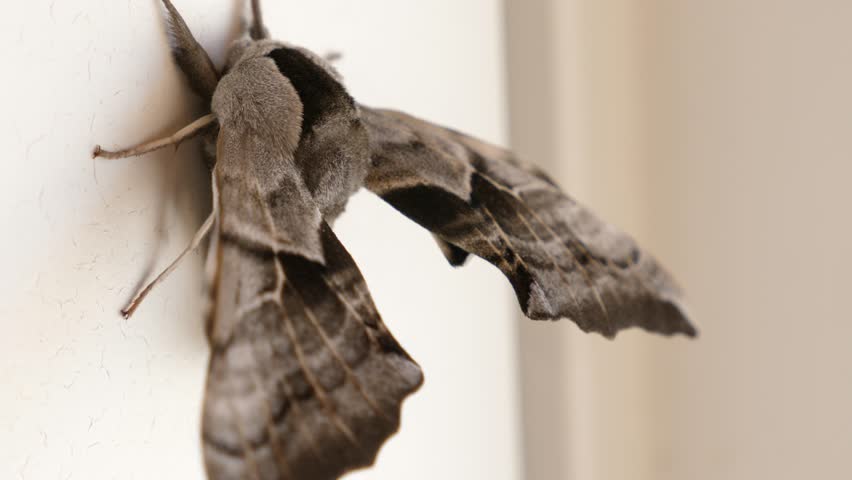 A large grey and black moth rests on the wall of a house