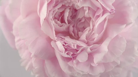 Beautiful pink Peony background. Blooming peony flower petals center rotation, close-up. Wedding backdrop, Valentine's Day concept. Beauty spring romantic rose flower rotated 4K UHD video