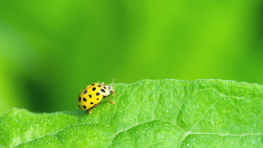 Yellow Ladybug on the strawberry leaf