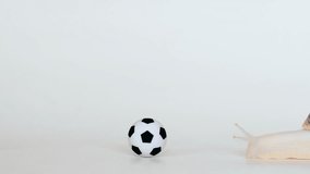 Snails play football on a white background. Soccer ball and Achatina. The concept of slow players. Accelerated video or time-lapse.