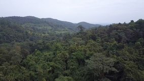 Aerial View Of Forest On Cascading Hills