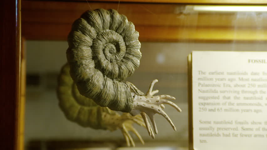 A tilt down shot of fossils displayed inside a museum.