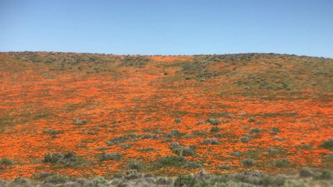 Huge field of orange California poppies blowing in the wind, Antelope Valley California Poppy Reserve, USA