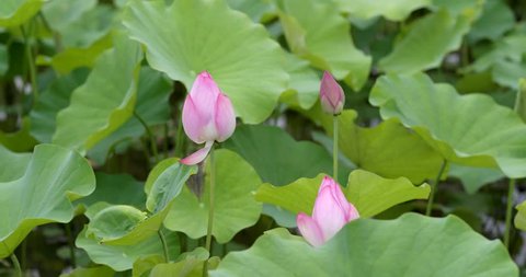 Lotus flower in the lake