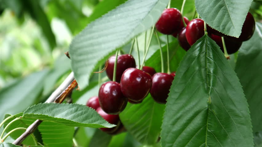 Вишня шоколадница дерево. Черешня александрия фото. Турецкая черешня бычье сердце. Черевишня дюк. Черешн вый.